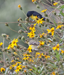 Lesser Goldfinches 5170